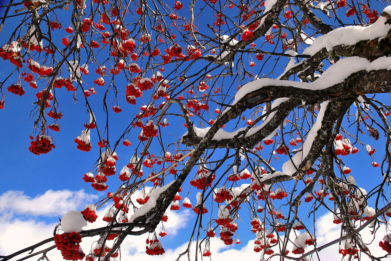 salju, pohon, langit, buah beri, Rowan