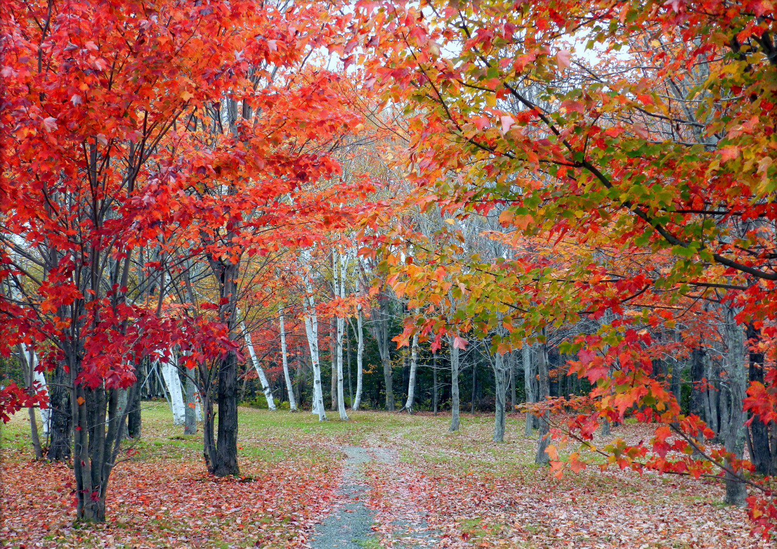 秋季, 森林, 树木, 树叶, 路径, 树林