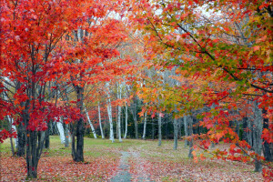 musim gugur, hutan, belukar, Daun-daun, jalan, pohon