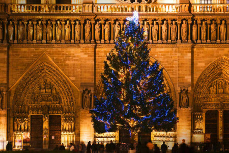 大聖堂, クリスマス, フランス, パリ, 木
