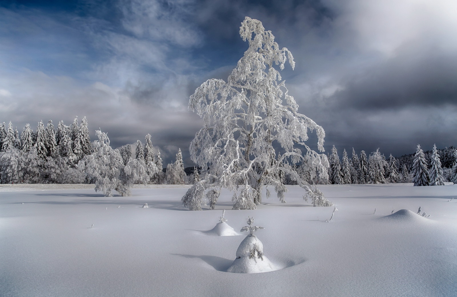 salju, pohon, musim dingin