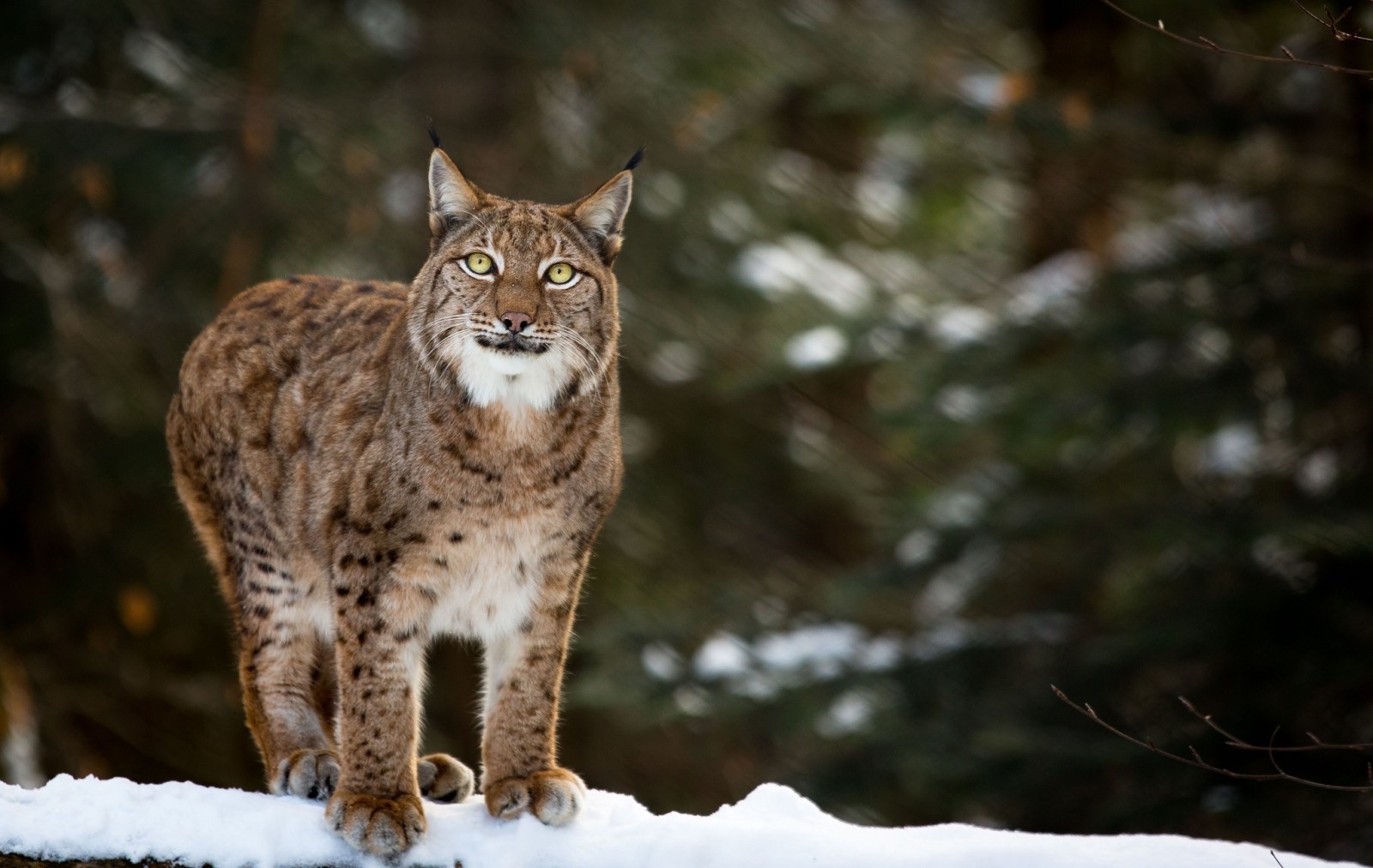 salju, wajah, musim dingin, predator, kucing garong, lynx, mencari