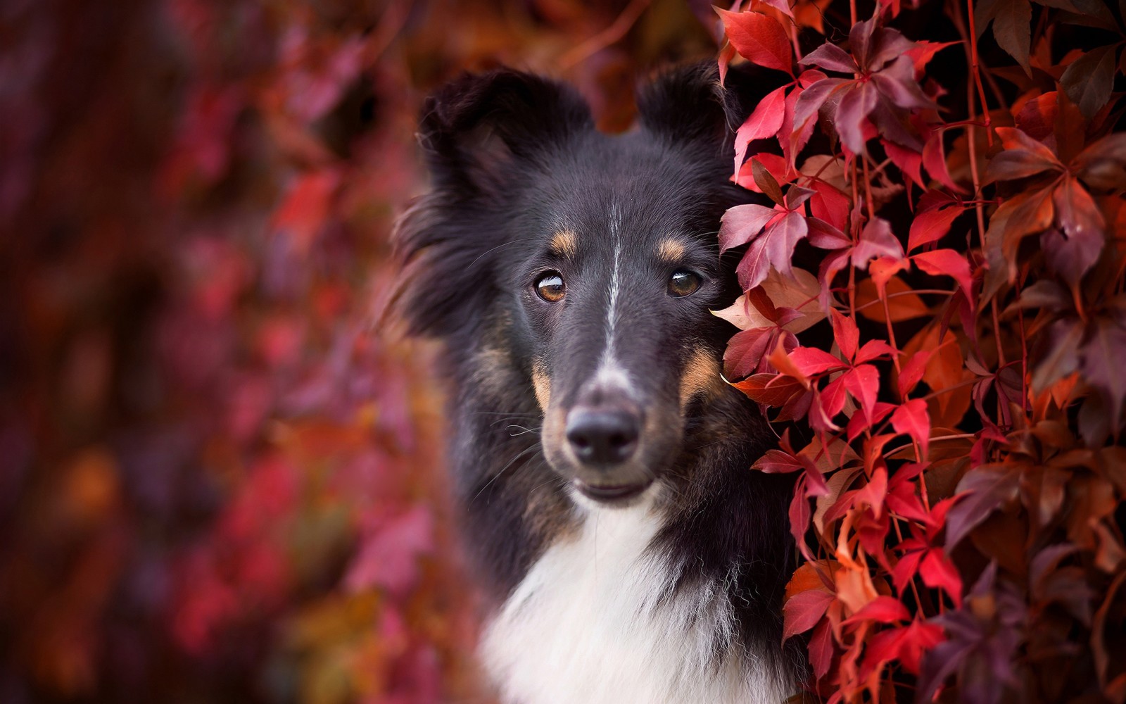 秋, 見て, 犬, 子犬, 面, 黒, 肖像画, 葉