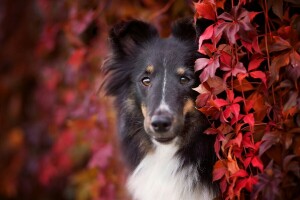 가을, 검정, 일으키다, 콜리, 화려한, 개, 얼굴, 잎