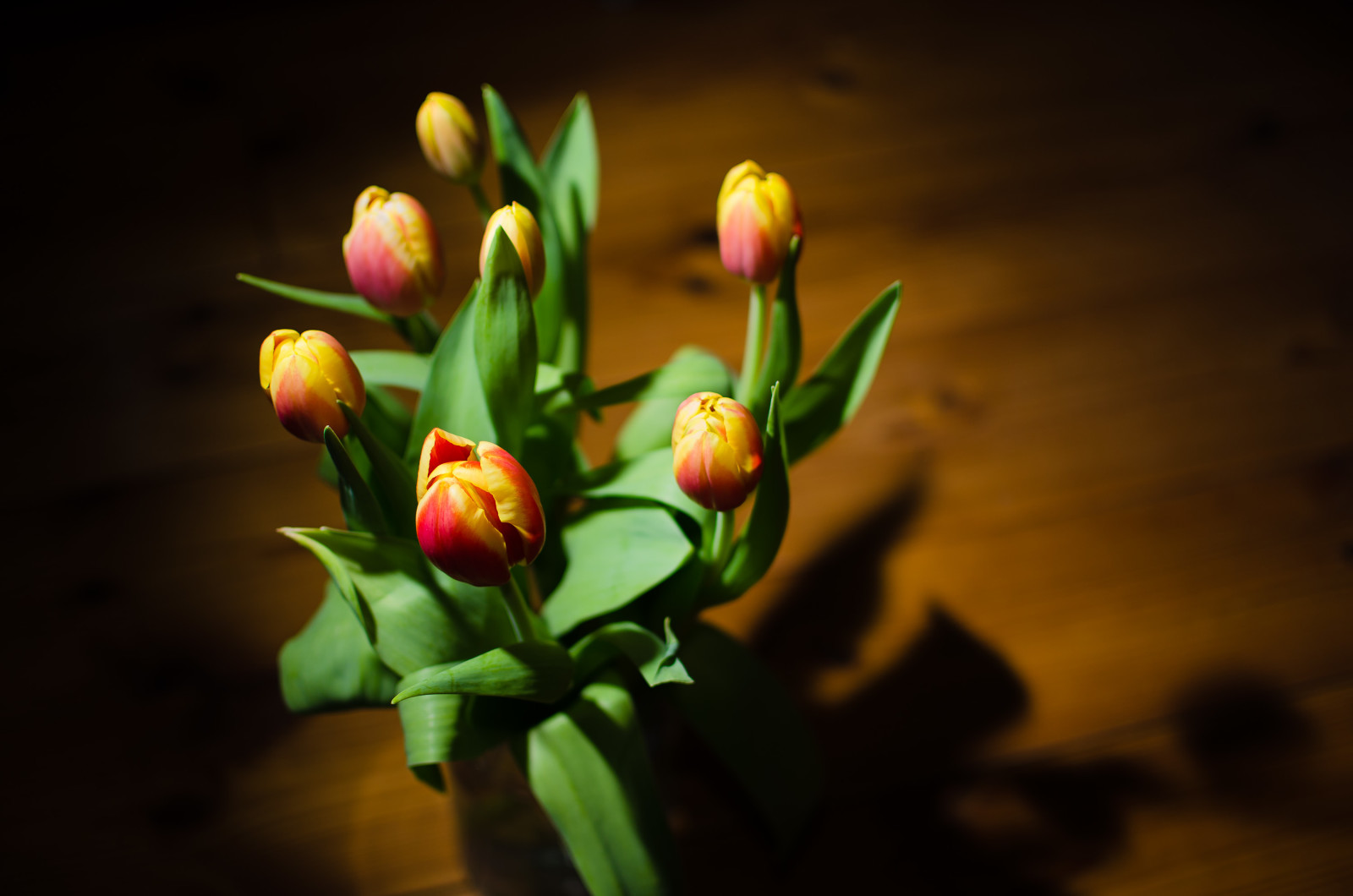 lý lịch, những bông hoa, Hoa tulip