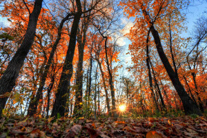 가을, 숲, 이파리, 광선, 하늘, 태양, 나무
