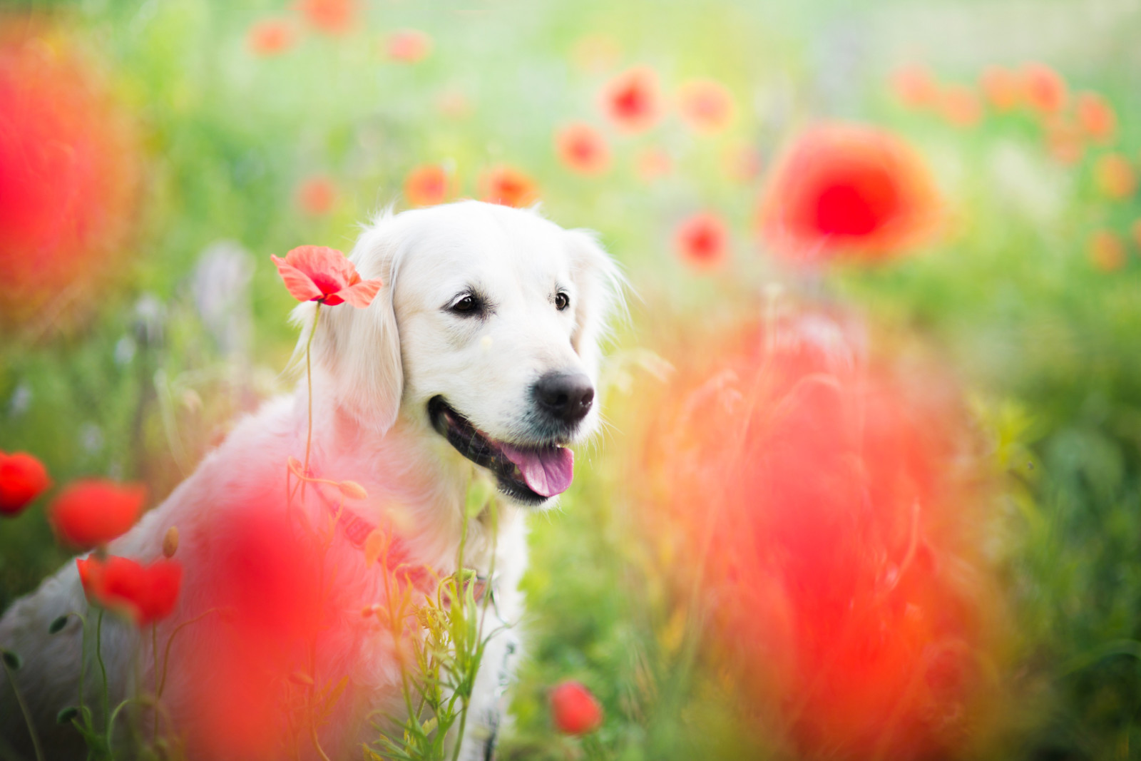 alam, anjing, Satwa, bidang, bunga-bunga, Maki