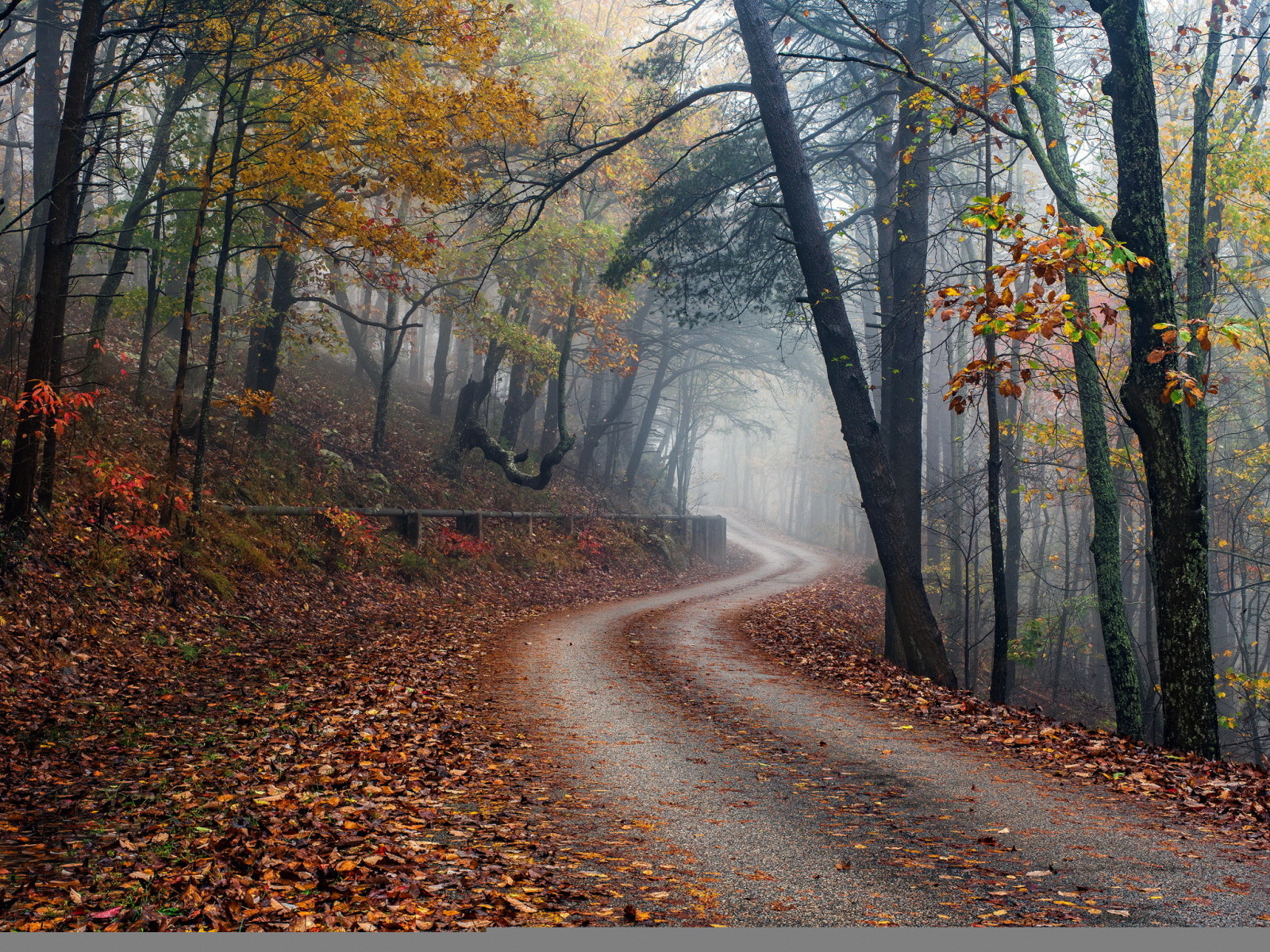 mùa thu, rừng, đường, sương mù