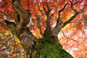 가을, 왕관, 이파리, 이끼, 나무, 트렁크