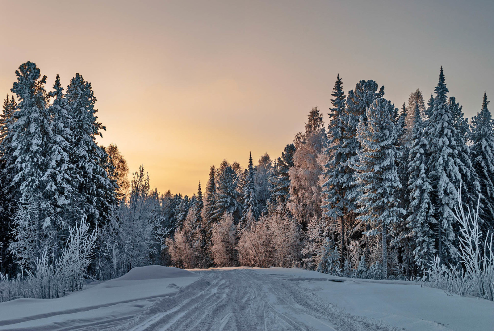 숲, 겨울, 도로