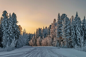 森林, 道路, 冬