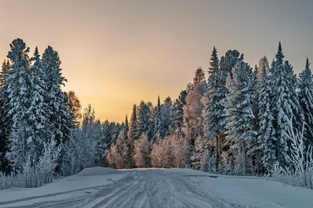 숲, 도로, 겨울