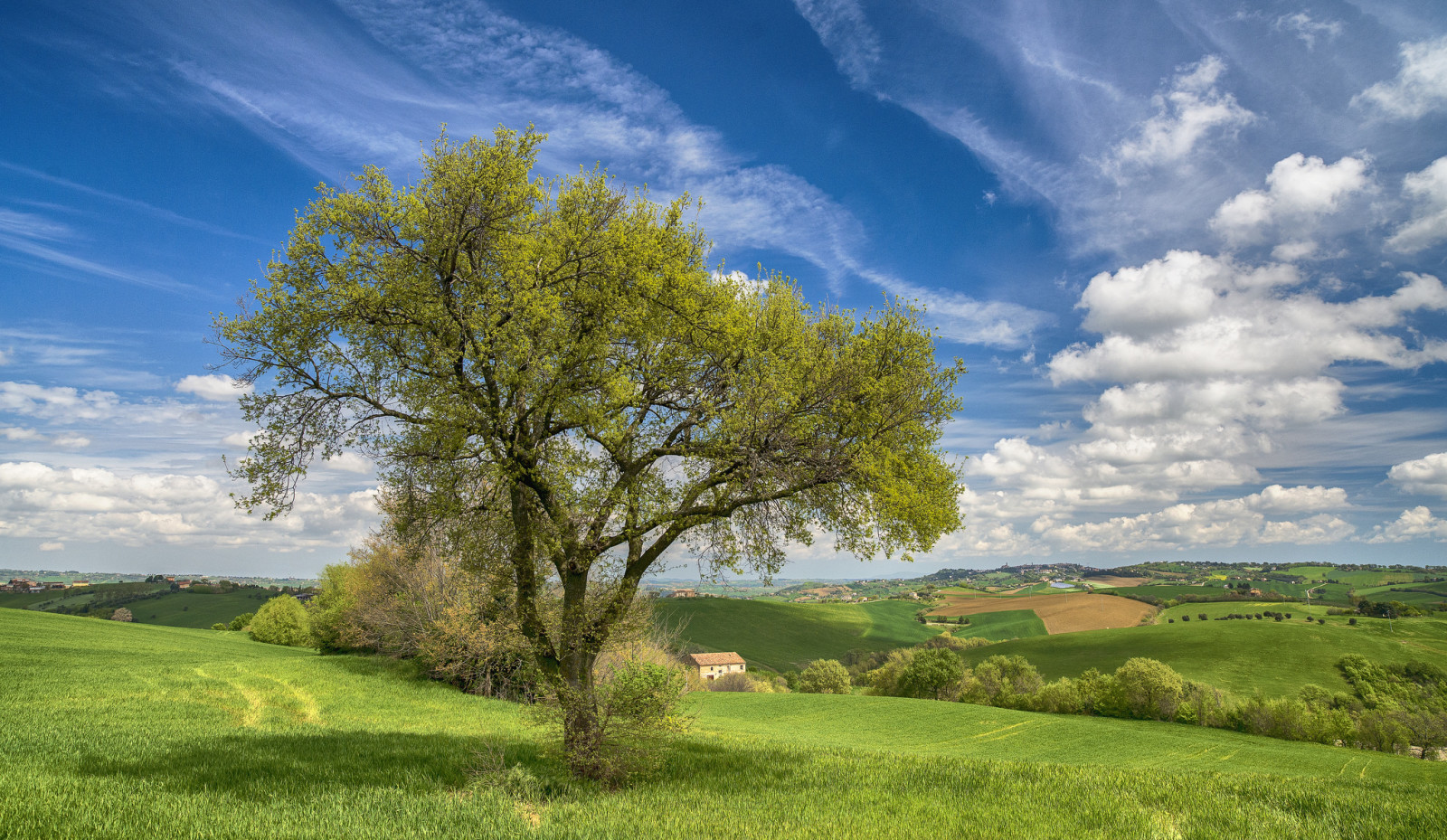 cây, nhà ở, cánh đồng, mùa xuân, Nước Ý, đồi