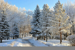 hutan, alam, foto, salju, pohon, musim dingin