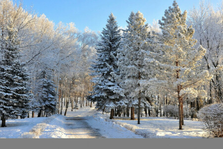 森林, 自然, 写真, 雪, 木, 冬