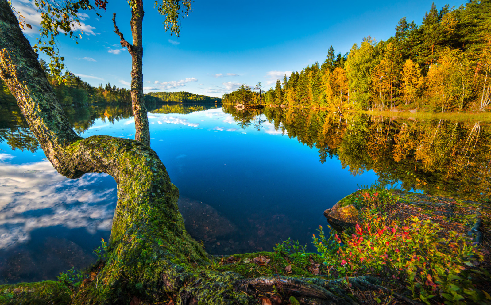 木, 秋, 森林, 湖, 反射, ノルウェー, 自由, ブスケルー