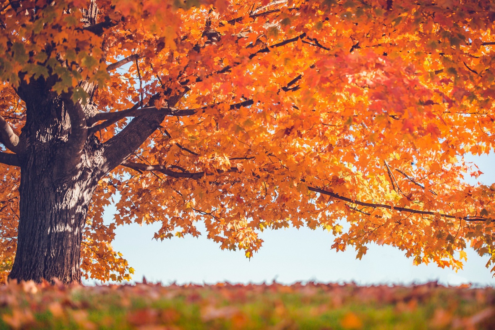 pohon, musim gugur, Daun-daun