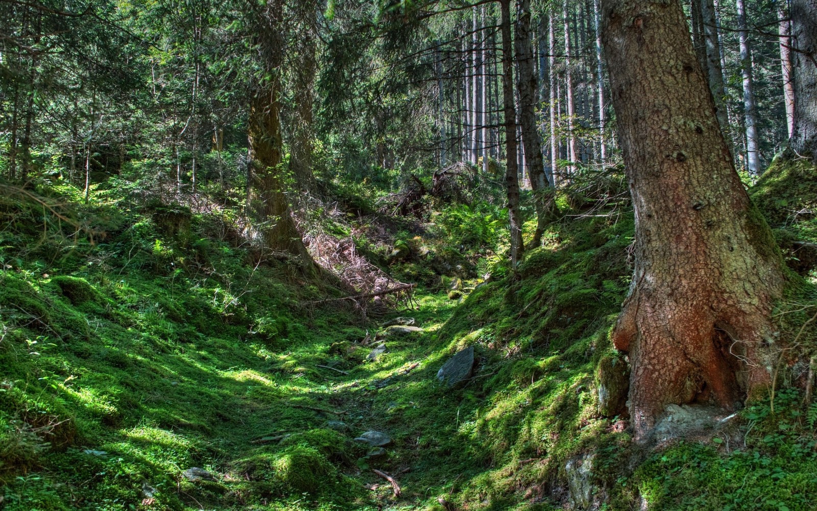 森林, 分行, 石头, 树木, 绿色, 树干