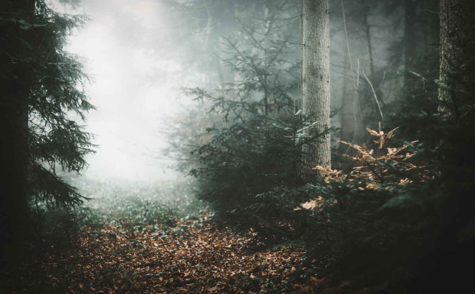 mùa thu, rừng, sương mù