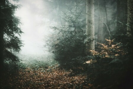 秋, 霧, 森林