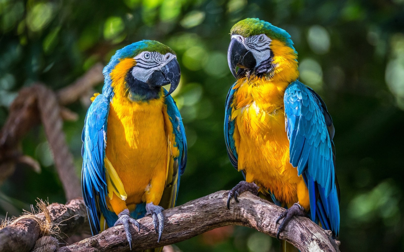 sepasang, burung-burung, burung beo, Ara, Macaw biru dan kuning