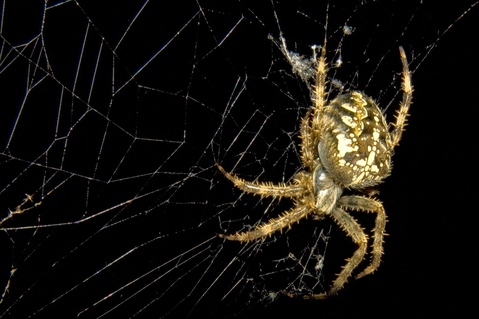 alam, Latar Belakang, web, serangga, Laba-laba