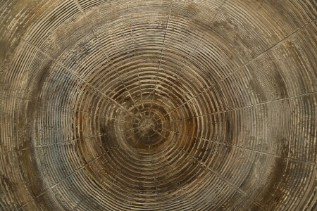 サークル, 年輪, 木材