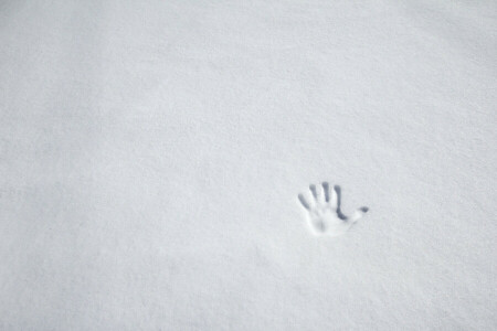 刻印, 手のひら, 雪, 冬
