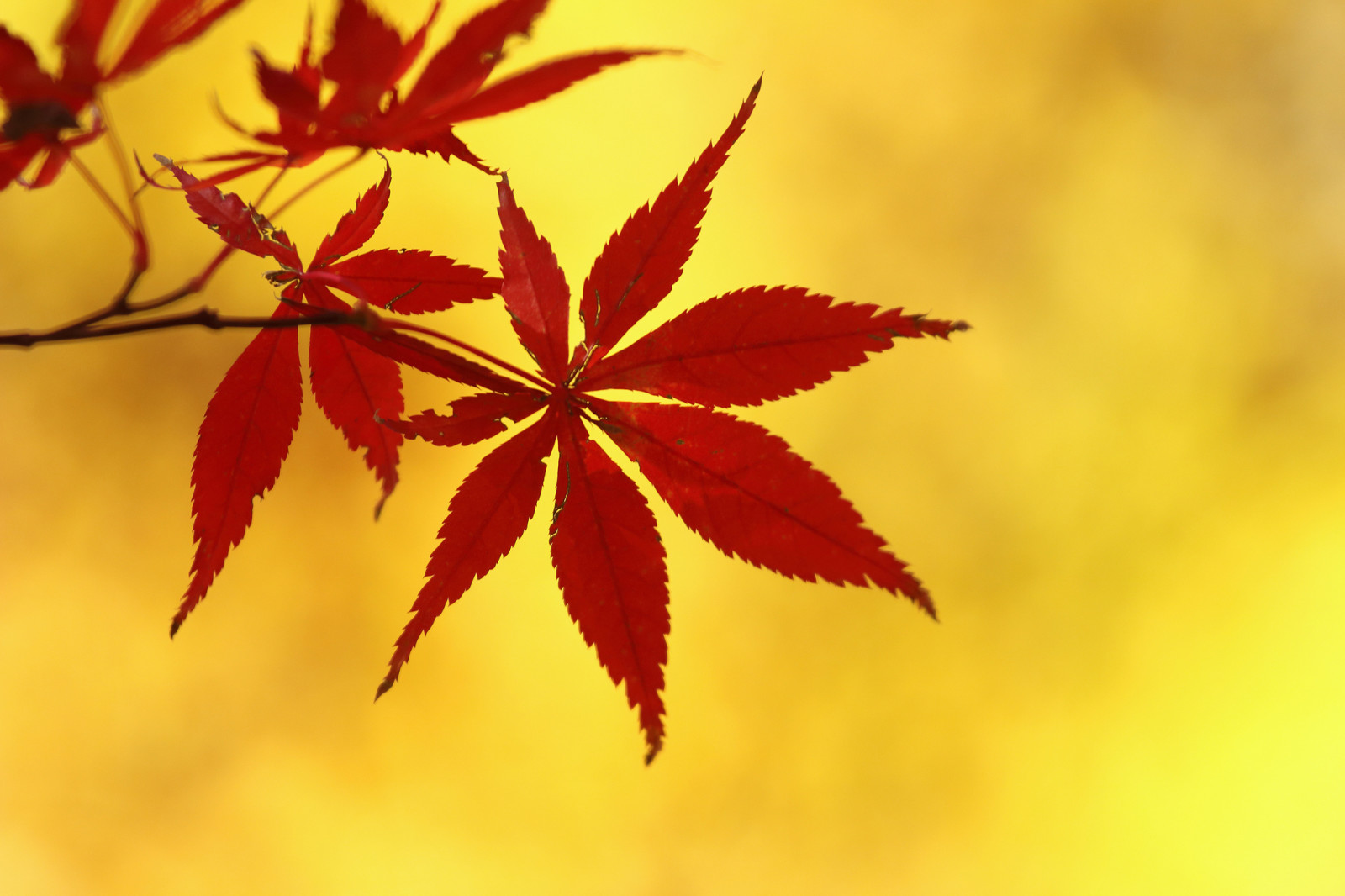 musim gugur, Daun-daun, cabang, maple