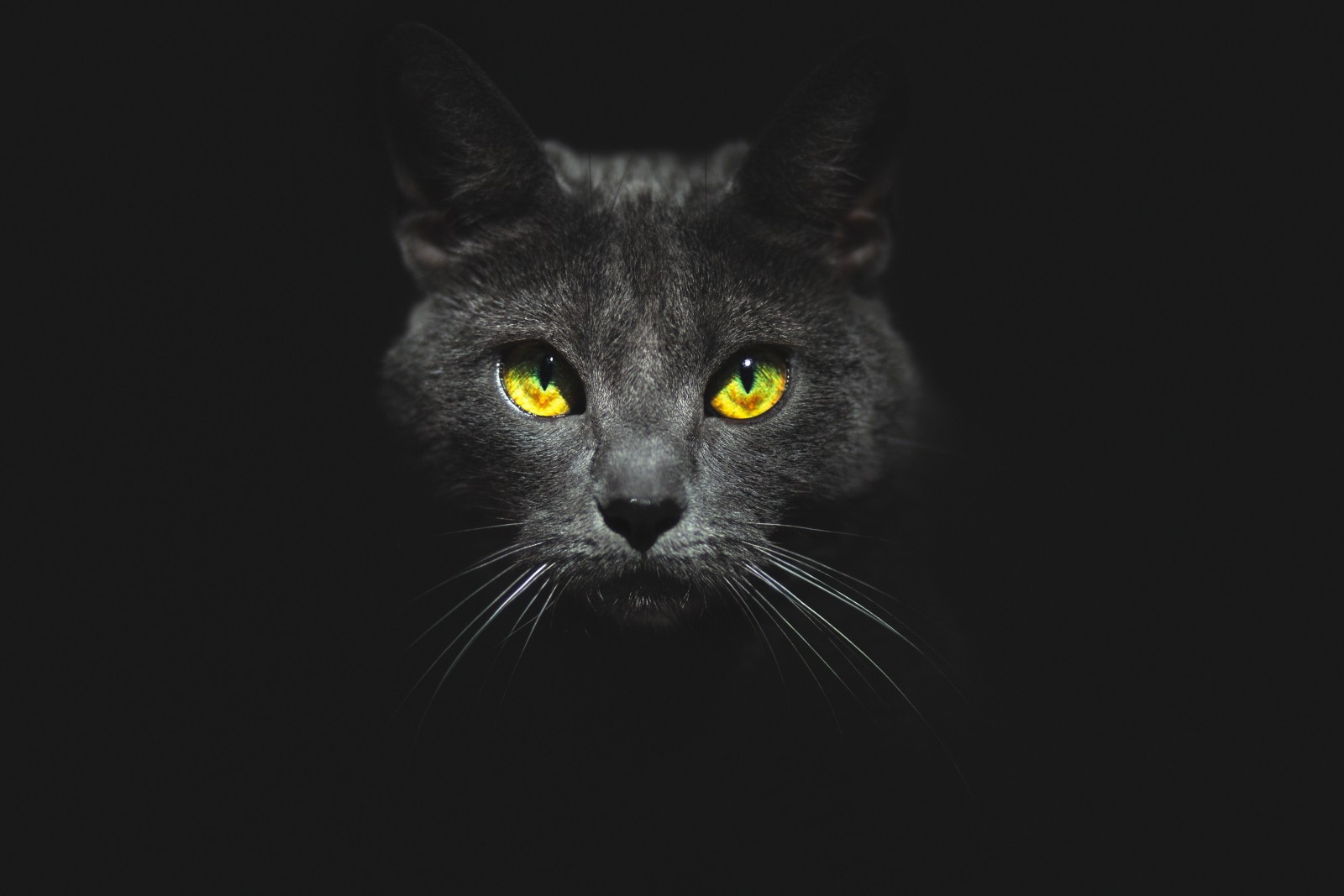 nhìn, khuôn mặt, con mèo, nền đen, đôi mắt, Kote