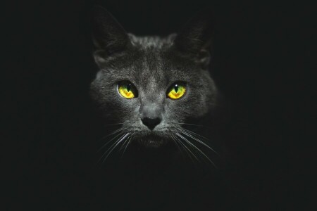 黒い背景, ネコ, 目, 面, こて, 見て