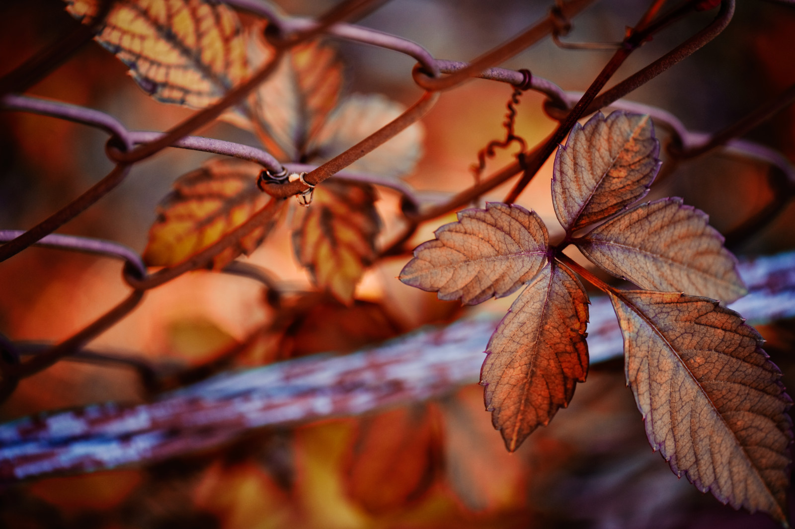 mùa thu, Thiên nhiên, lá, lưới thép
