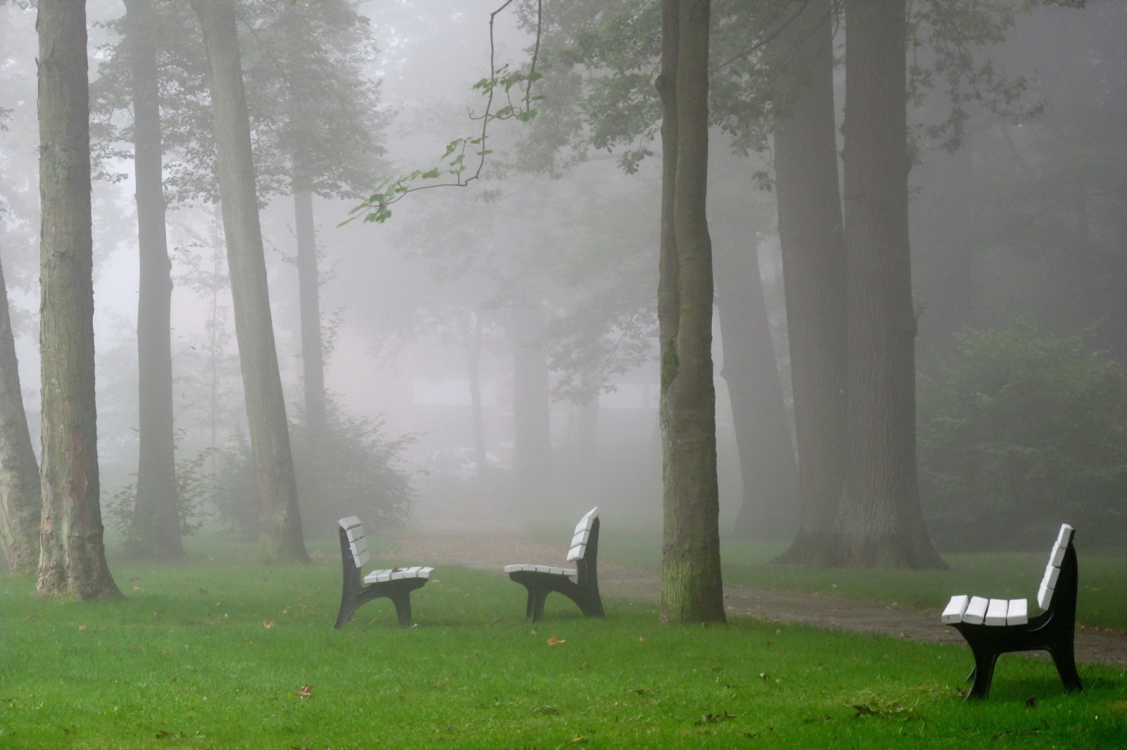 công viên, thành phố, sương mù, Băng ghế