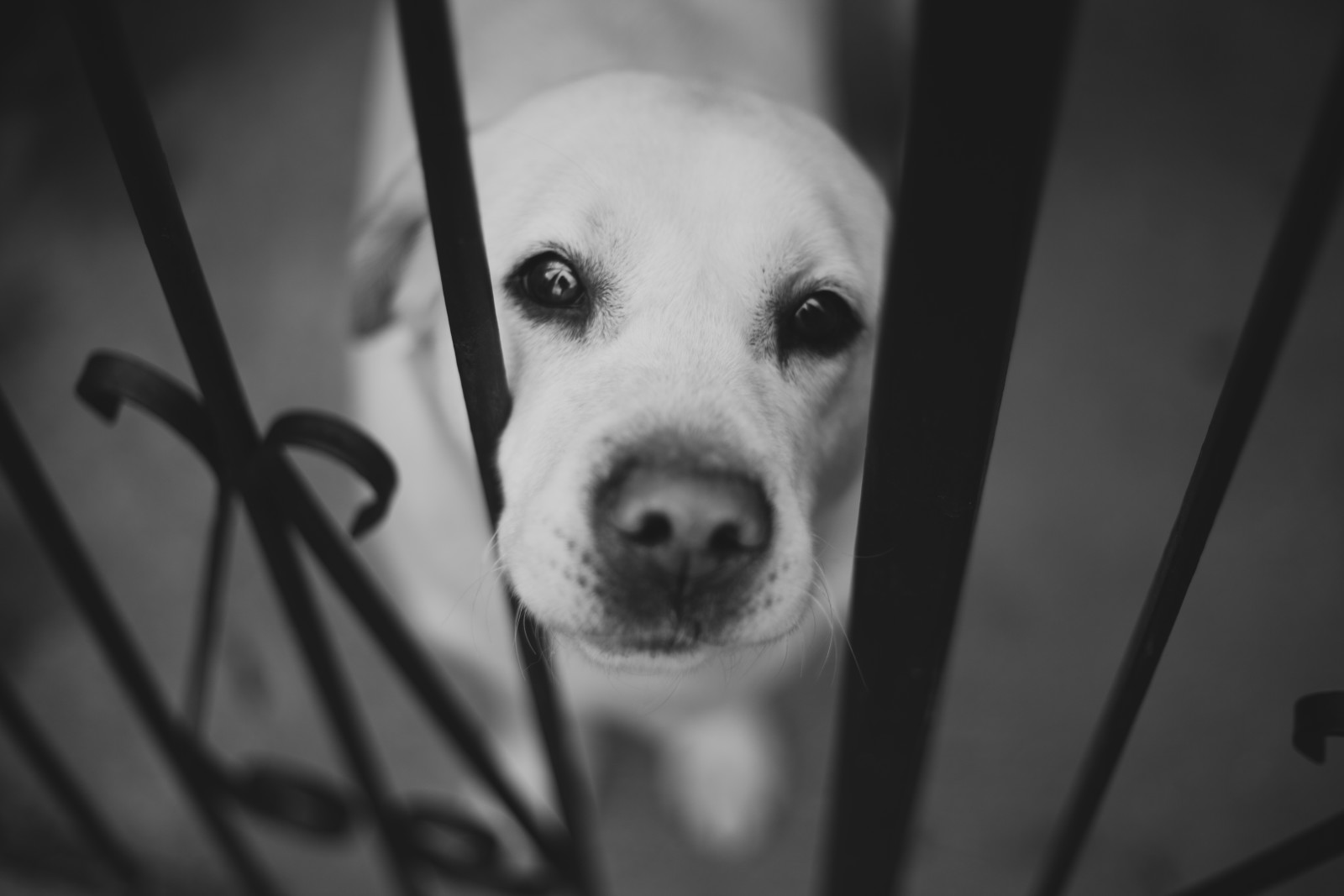 hitam dan putih, anjing, wajah, Labrador, pagar, Hidung
