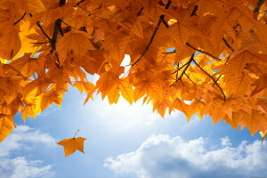 가을, 가을, 이파리, 단풍, 하늘