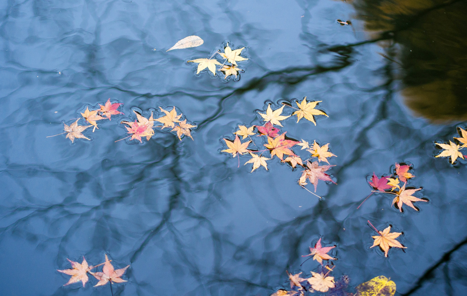 musim gugur, refleksi, Daun-daun, air