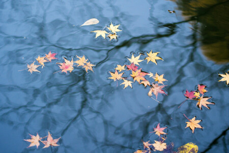 秋, 葉, 反射, 水