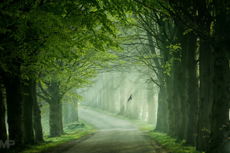 鳥, 光, 道路, 春, 木