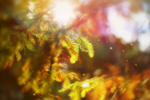 가을, 보케, 10 월 랩소디, 나무