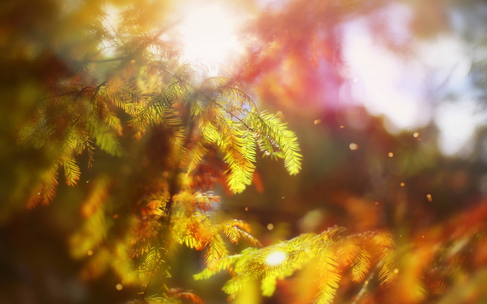 가을, 보케, 나무, 10 월 랩소디