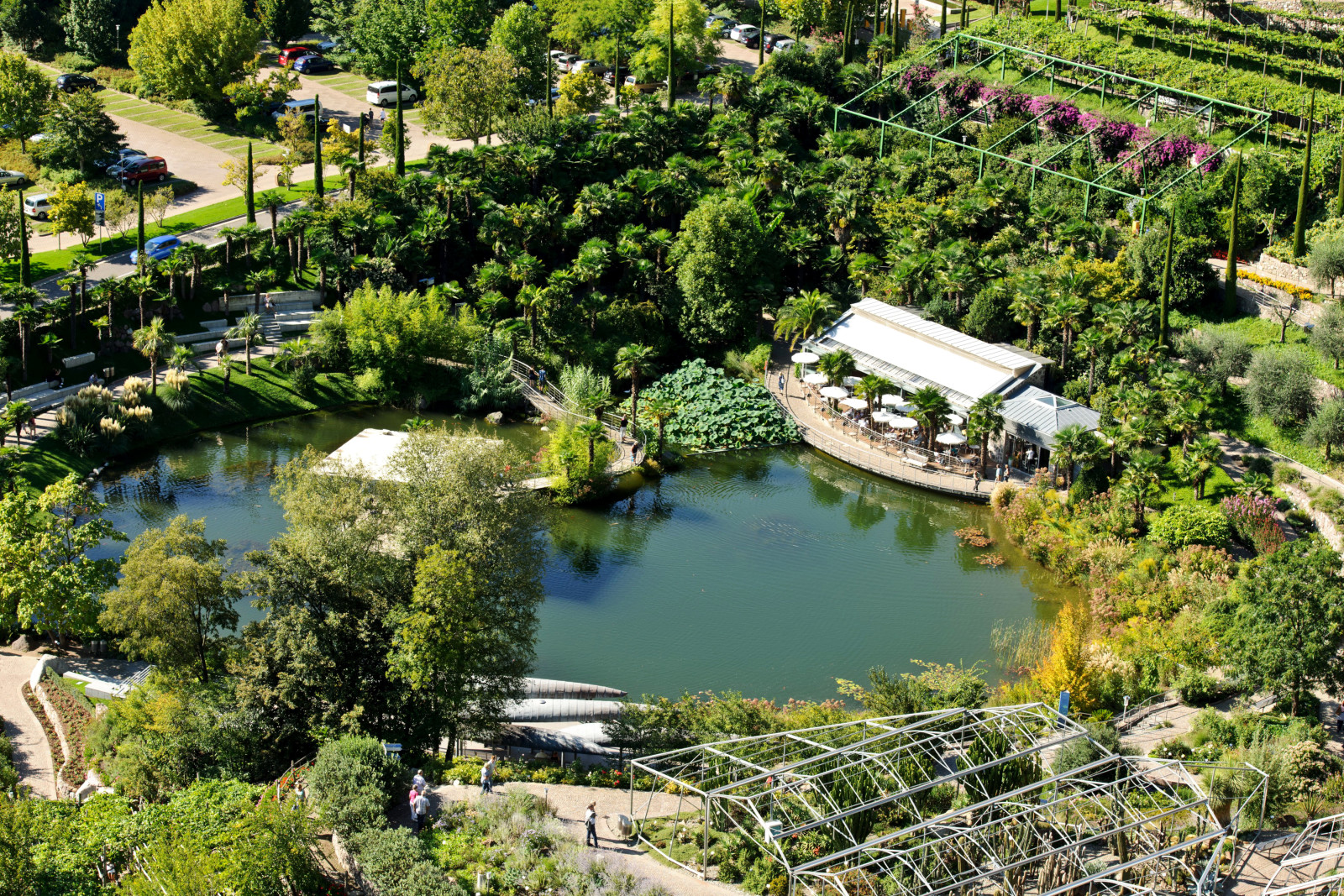 公园, 树木, 意大利, 池塘, 花园, 棕榈树, 顶视图, Trauttmansdorff城堡花园