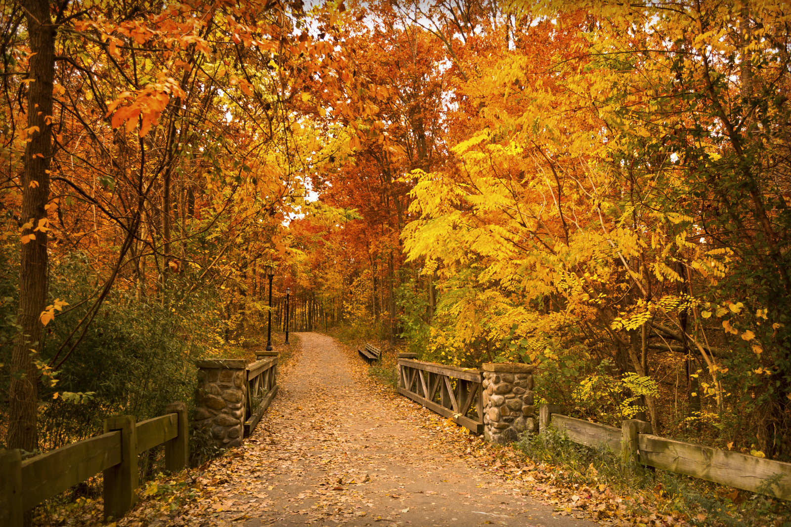 秋季, 公园, 树木, 树叶, 桥, 方式, 长椅, 灯柱