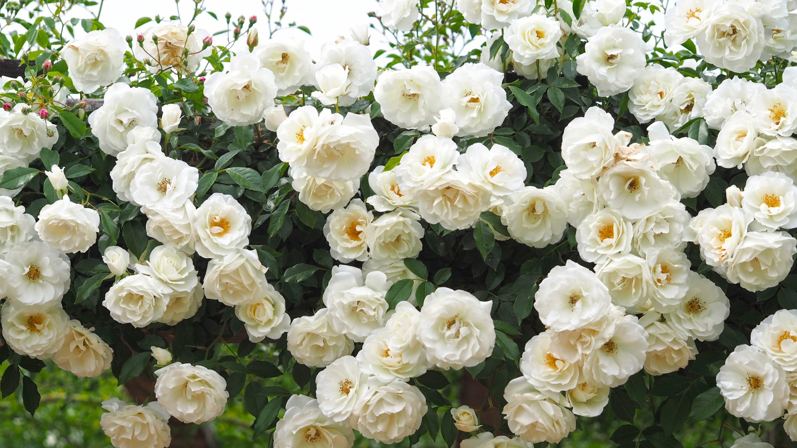 hoa hồng, những bông hoa hồng trắng, hoa hồng Bush