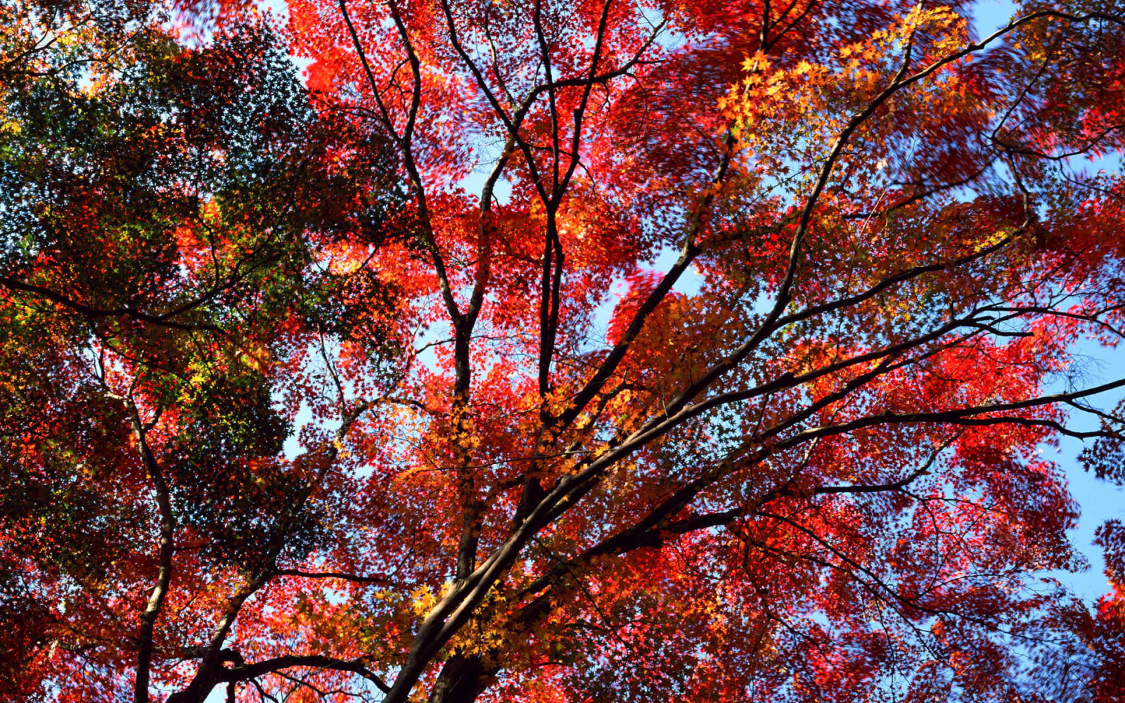 가을, 하늘, 나무, 이파리, 크림슨