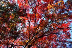 秋季, 树叶, 深红色, 天空, 树木