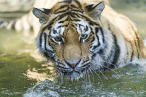 アムール, 入浴, ネコ, 面, 見て, 虎, 水, ©タンバコジャガー