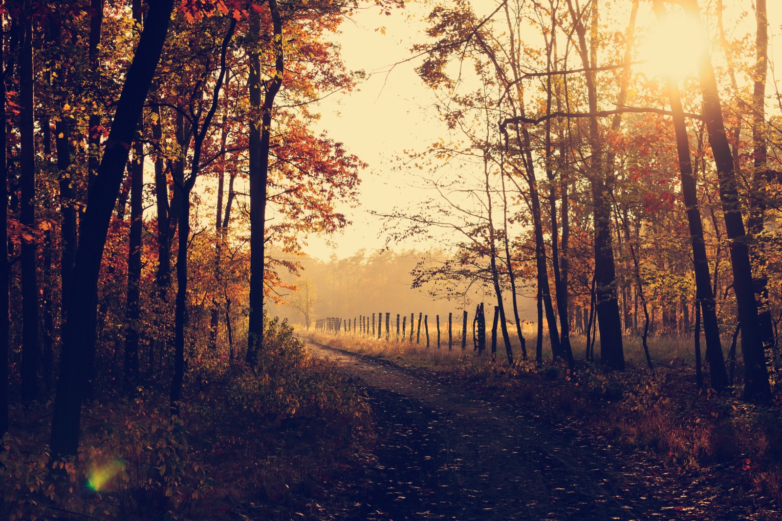 秋, 森林, 自然, パーク, 木, 葉, 日の出, 道