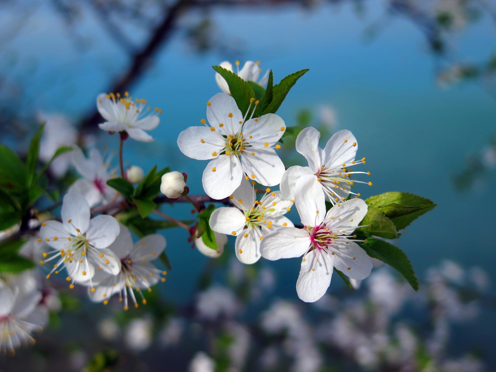 pohon, makro, bunga-bunga, musim semi, putih, ceri, cabang, berbunga