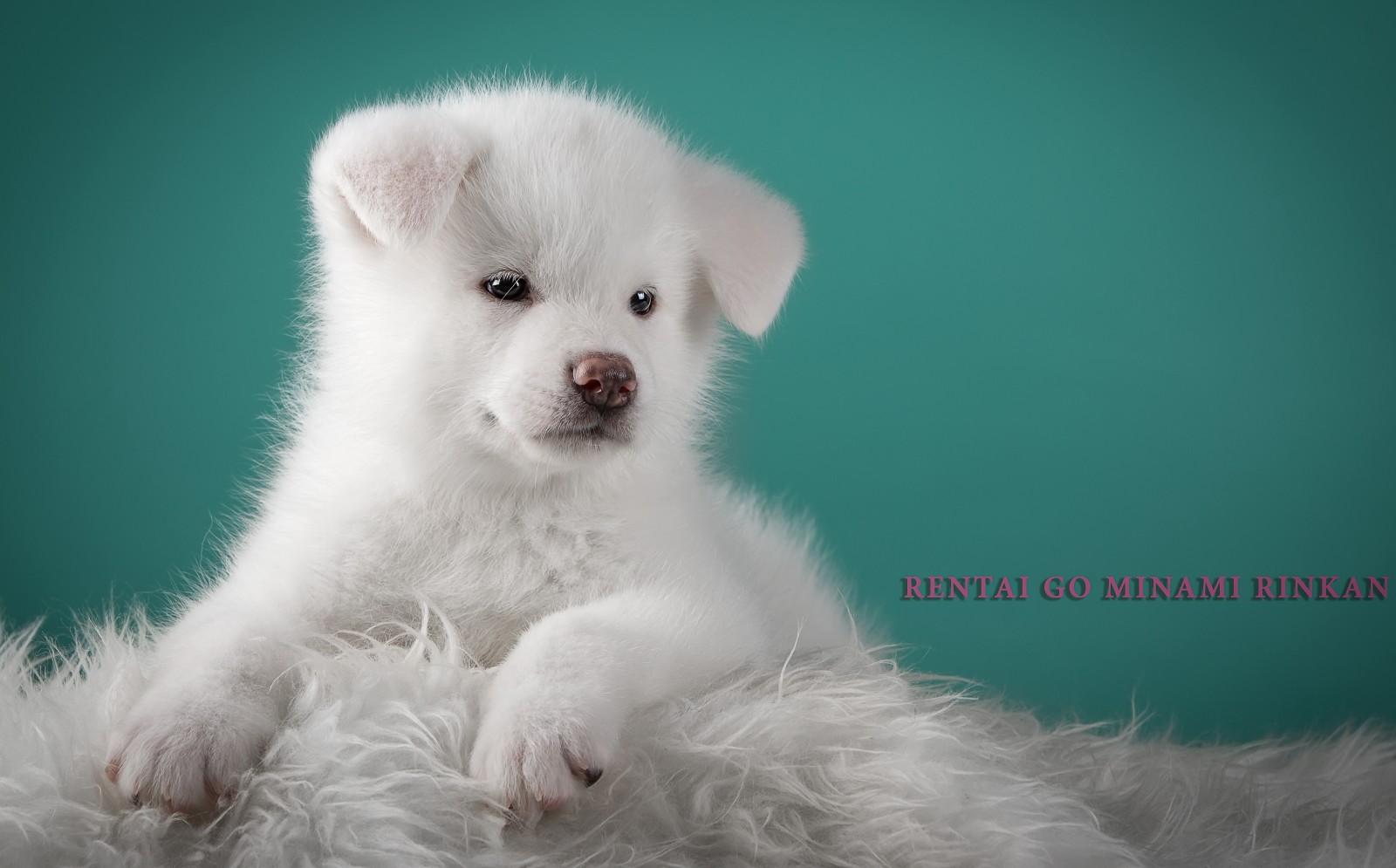 子犬, ふわふわ, 白い, 可愛い, わんわん