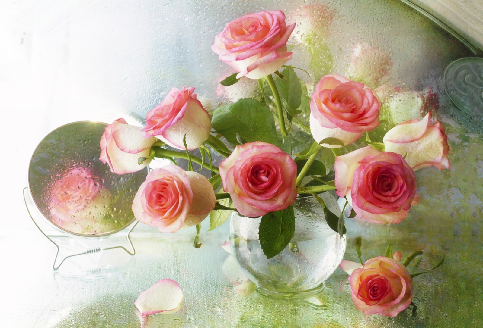 hoa hồng, giọt, cái bình hoa, gương
